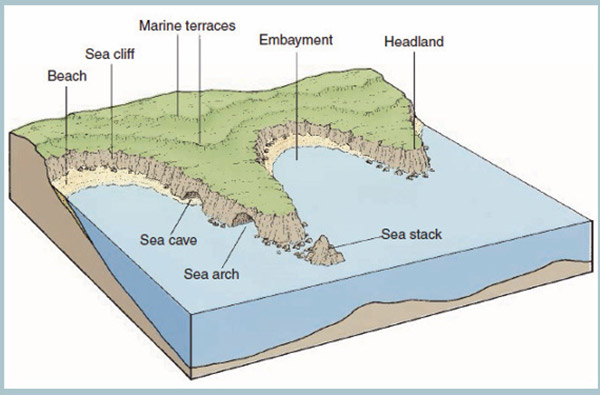 jenis jenis topologi